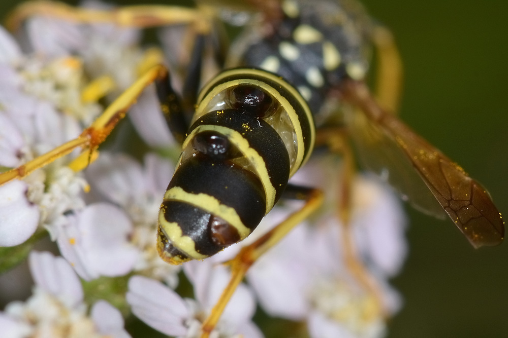 Polistes nimpha parassitizzata?